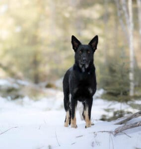 DDR German Shepherd Breeders in New England