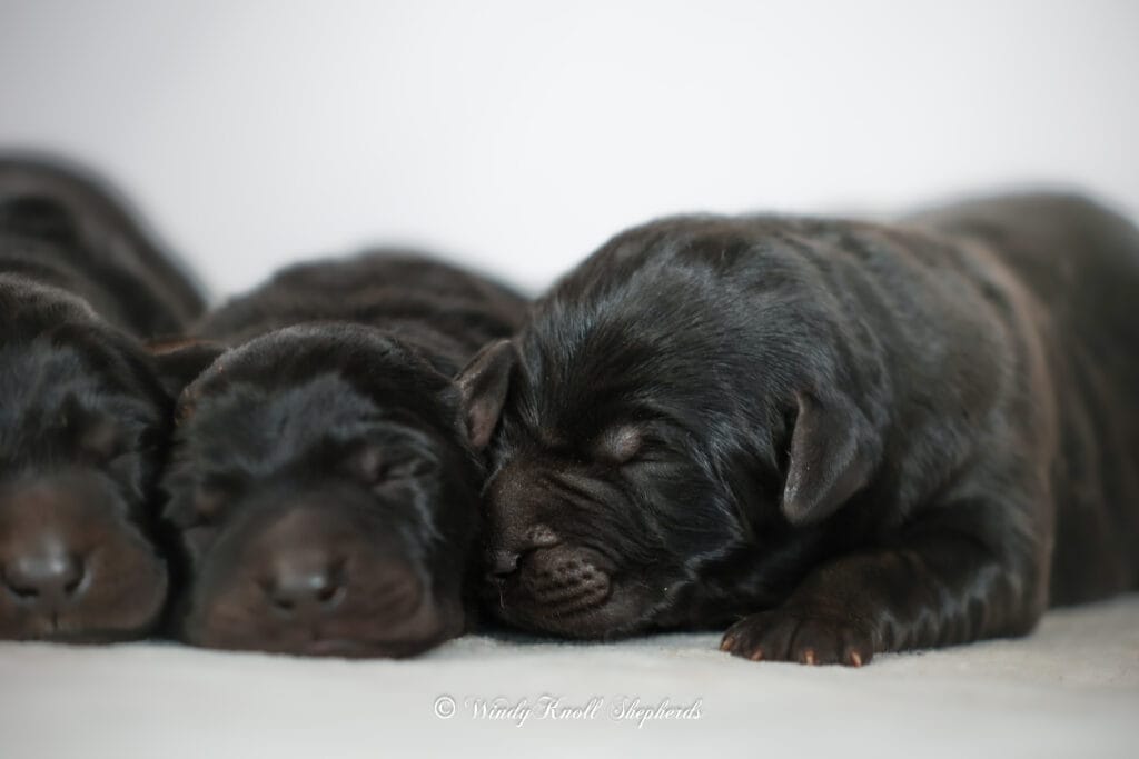 working line German shepherd puppies