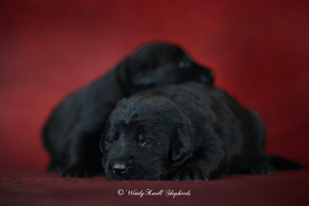 Black German Shepherds In Maine