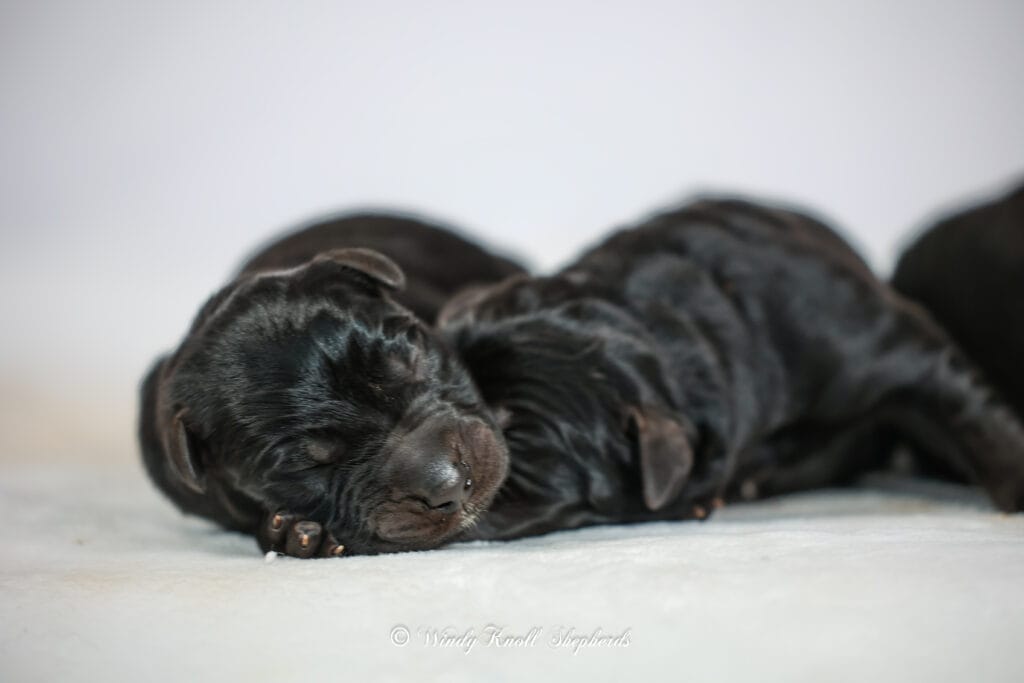 working line german shepherd puppies in Maine