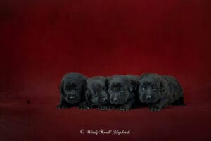 German Shepherd puppies in Maine
