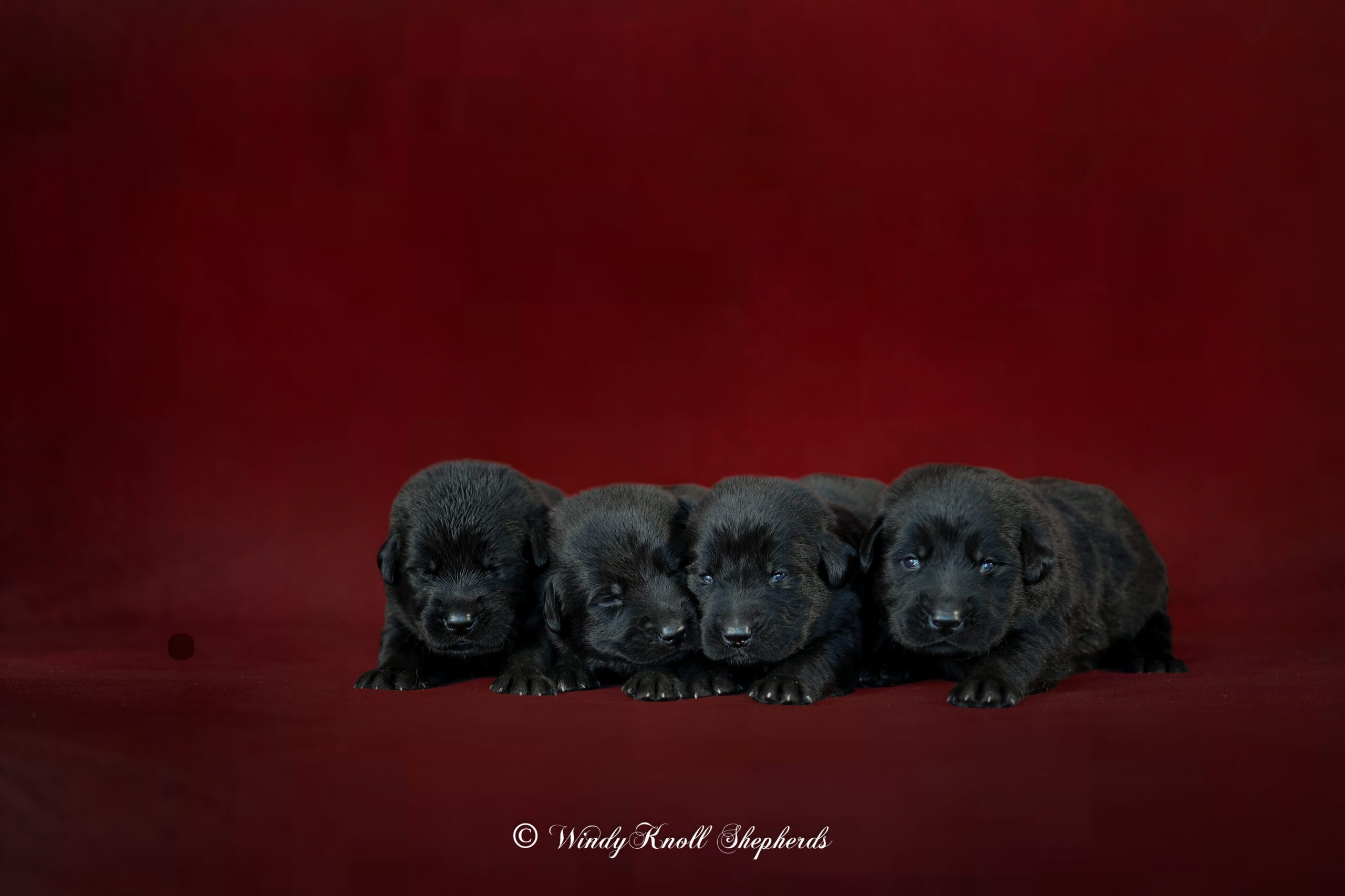 German Shepherd puppies in Maine