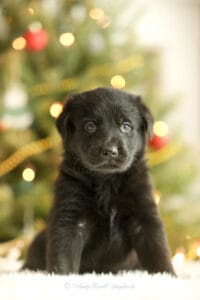 Working Line German Shepherds