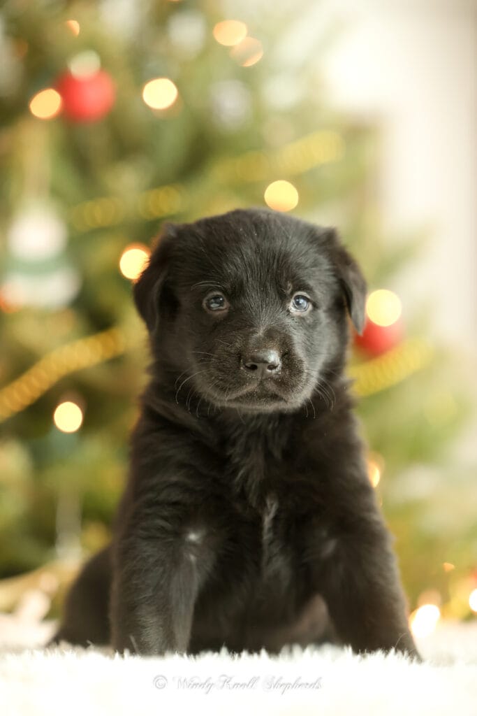 Working Line German Shepherds