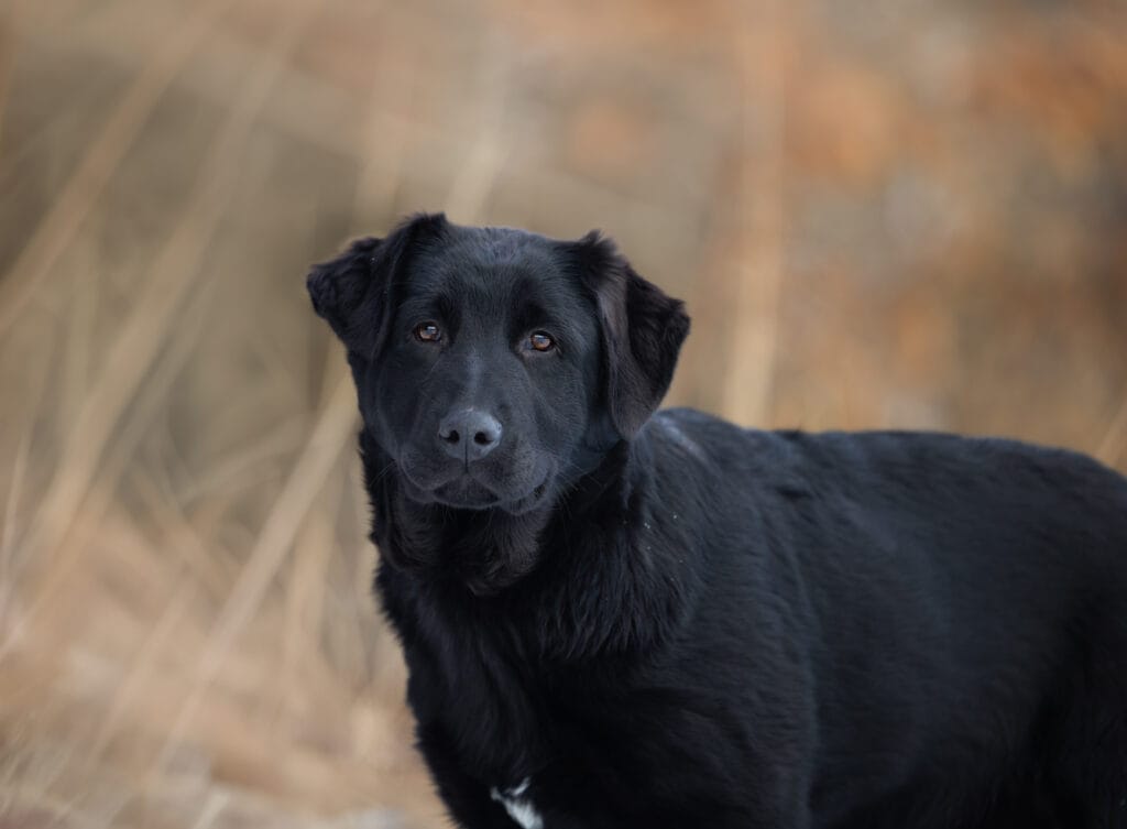 German Shepherd in Maine