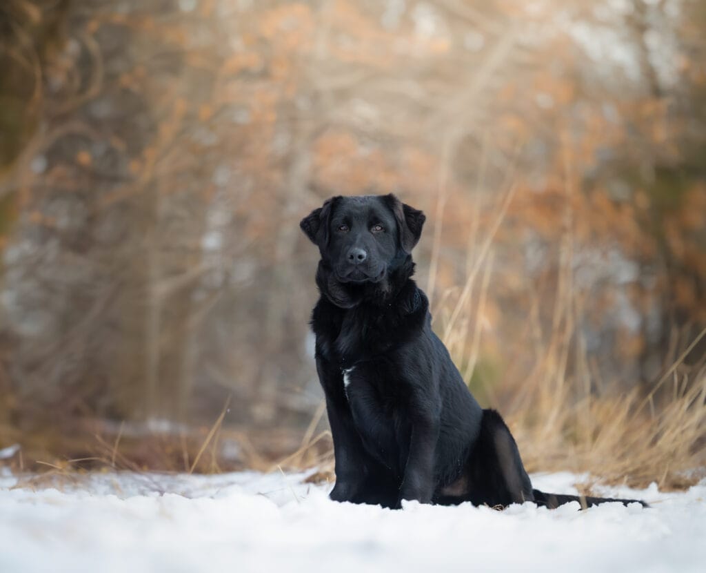 German Shepherd puppy sitting in a field in Maine