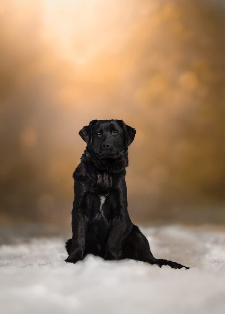 German Shepherd puppy sitting in a field in Maine
