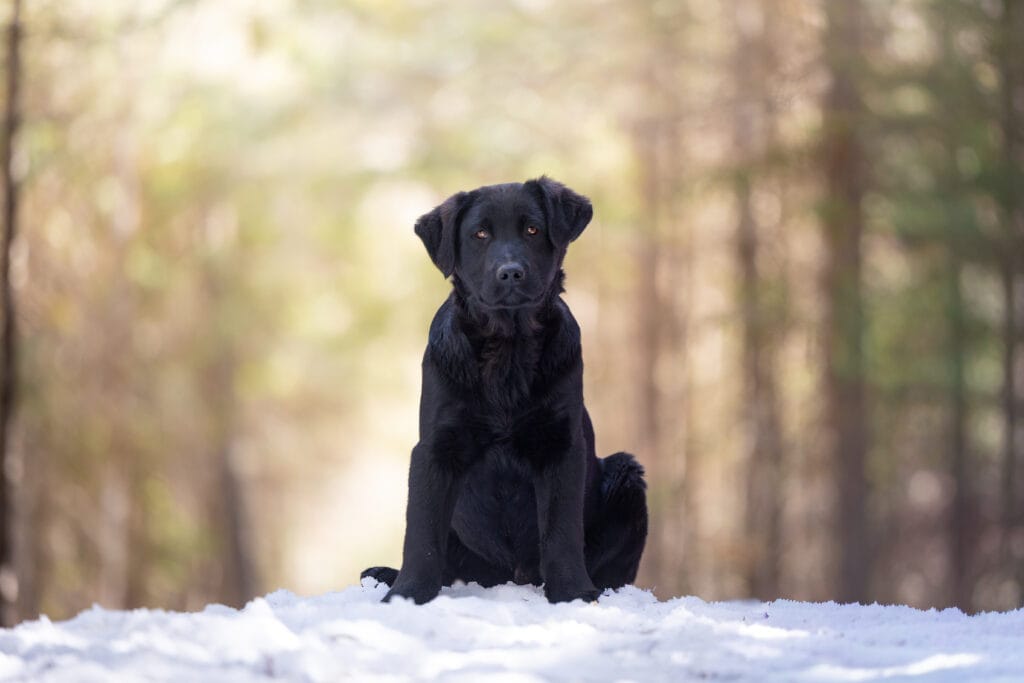 German Shepherd puppy in maine