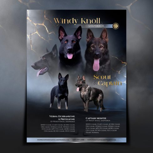 WINDY KNOLL SHEPHERDS_square