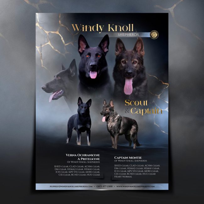 WINDY KNOLL SHEPHERDS_square