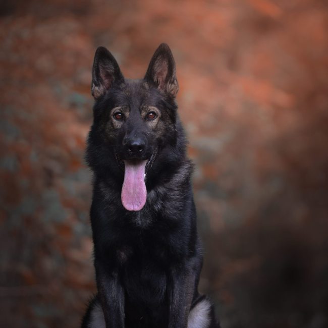 DDR German Shepherds Windy Knoll Shepherds